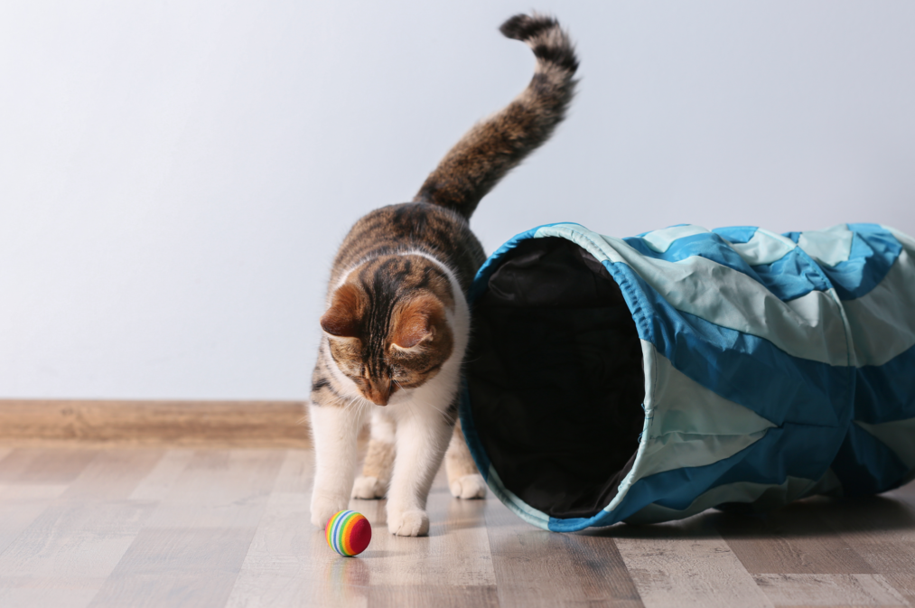 Calico cat touching a small colorful ball beside a blue fabric tunnel on a wooden floor