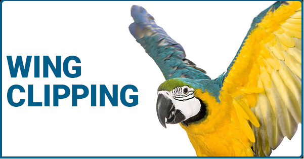 Blue and yellow macaw raising its wings beside the words “Wing Clipping” on a white background.