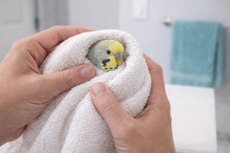 Photo inspiration: Visual Reference: Safe Wing Clipping Guide For Pet Birds