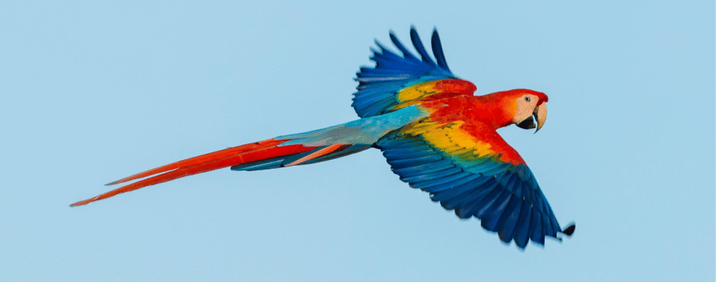 Scarlet macaw with bright red, yellow, and blue feathers soaring across a clear blue sky with wings fully outstretched.