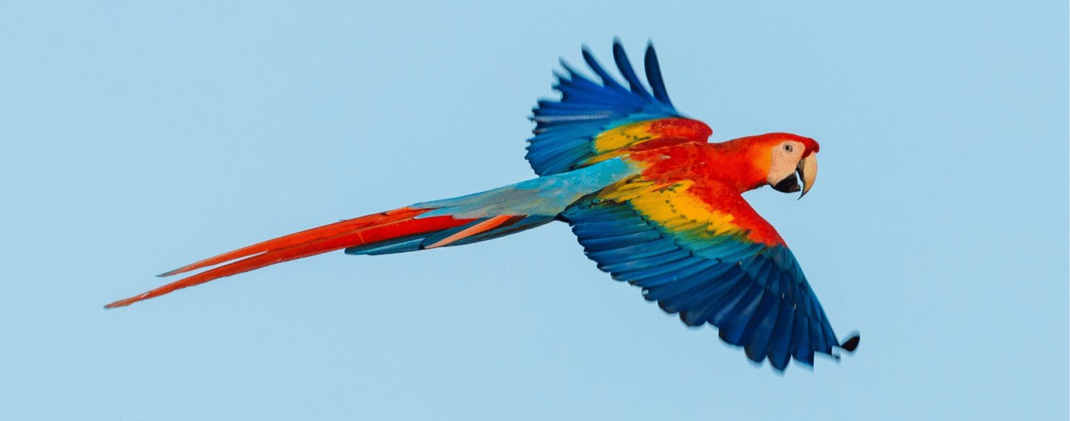 Safe Wing Clipping Guide for Pet Birds