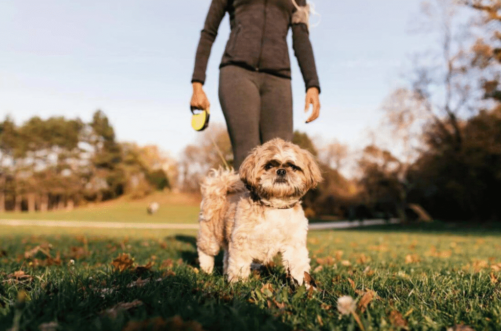 Small fluffy dog on a retractable leash standing in a grassy park while their owner walks behind them.