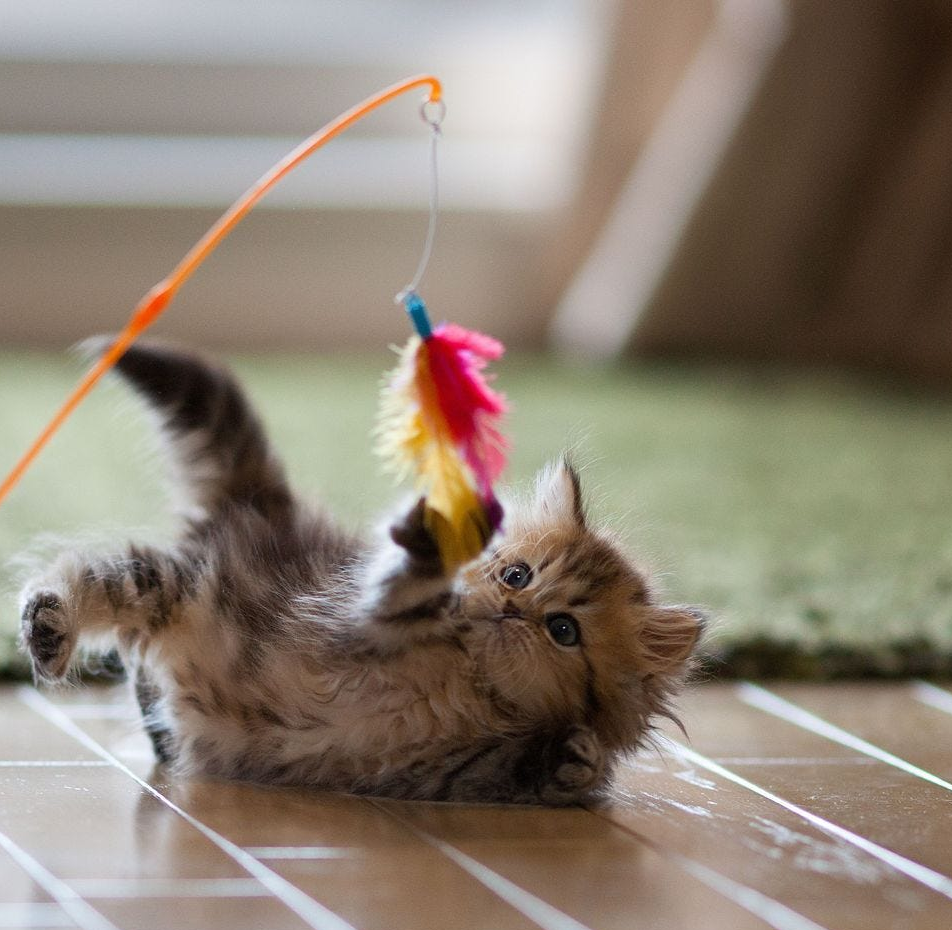 Fluffy brown kitten lying on its back on a floor while batting at a colorful feather wand toy