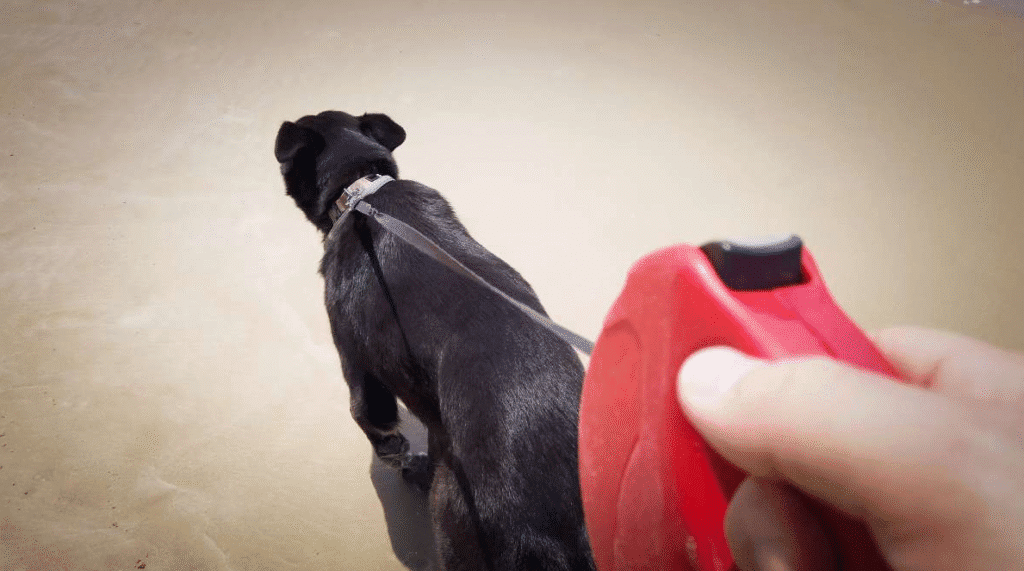 Person holding a red retractable leash while a black dog walks ahead on a sandy beach.