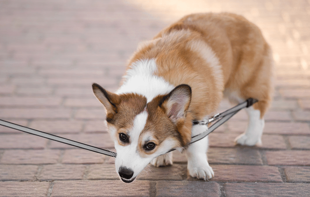 Brown and white corgi on a brick walkway with a thin leash wrapped awkwardly across its neck and chest.