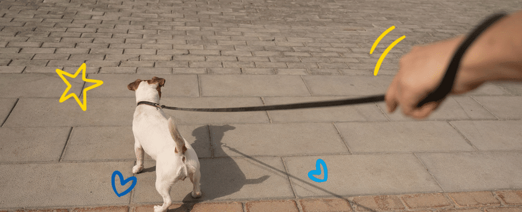 Small white and brown dog standing on a sidewalk with its leash held by a person in the distance, with playful star and heart doodles around them.