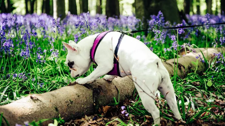 Small white dog in a harness sniffing along a fallen log in a flower filled forest while attached to a leash.