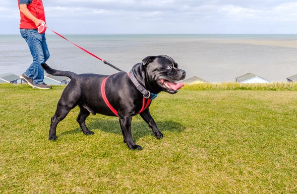 Black dog in a red harness walking on grass by the sea while a person follows holding a standard leash.