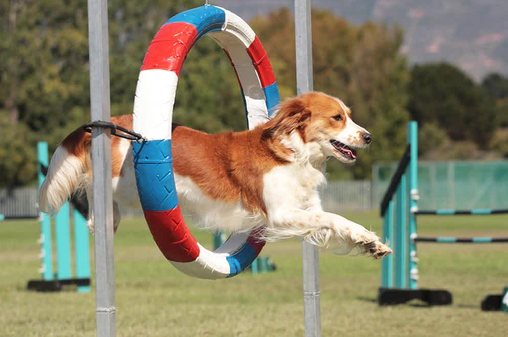 Brown and white dog leaping through a red white and blue tire obstacle on an outdoor agility course.