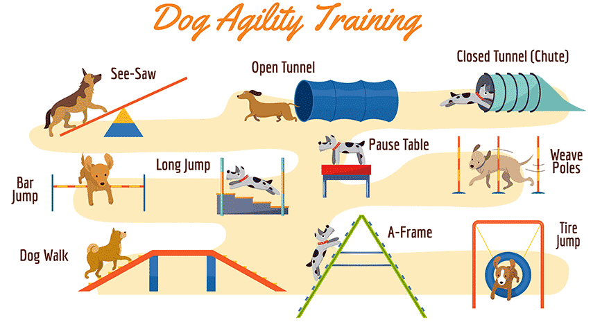 Illustrated overview of dog agility training showing cartoon dogs using obstacles such as bar jump, dog walk, see saw, open and closed tunnels, long jump, pause table, weave poles, A frame, and tire jump.