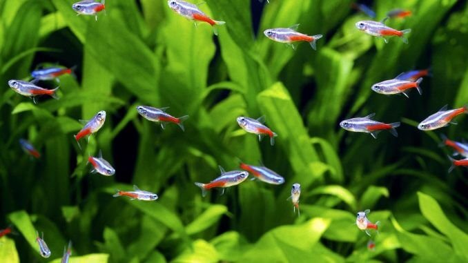 School of neon tetras swimming in a planted freshwater aquarium