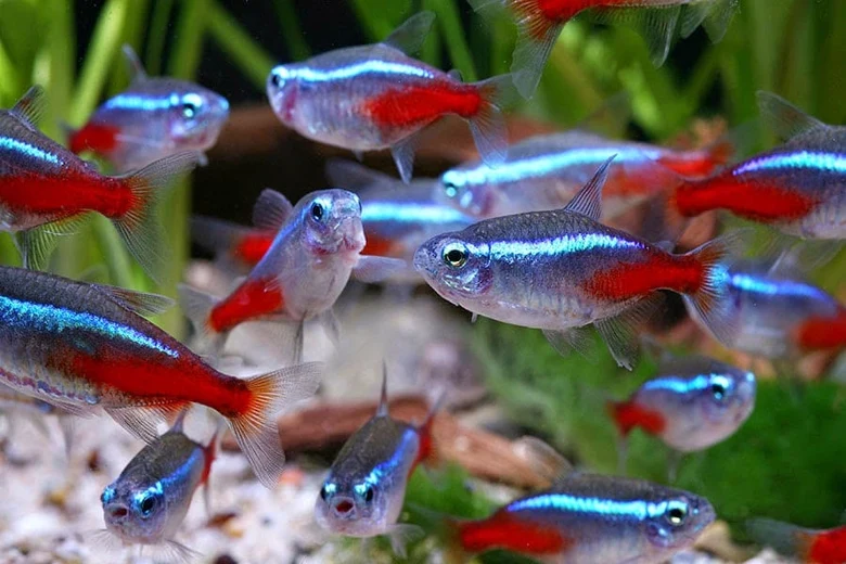 School of neon tetras showing bright blue and red coloration