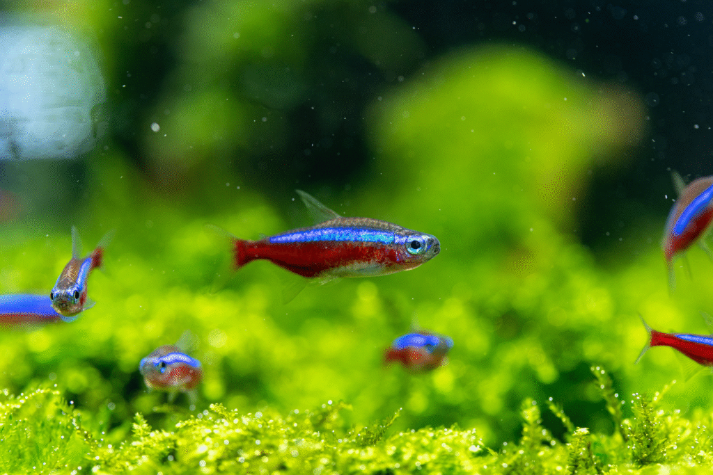 Neon tetras swimming above green plants in a freshwater aquarium