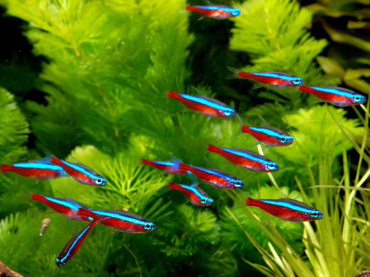 School of Cardinal Tetras (Paracheirodon axelrodi) with full-length red stripe in a planted aquarium
