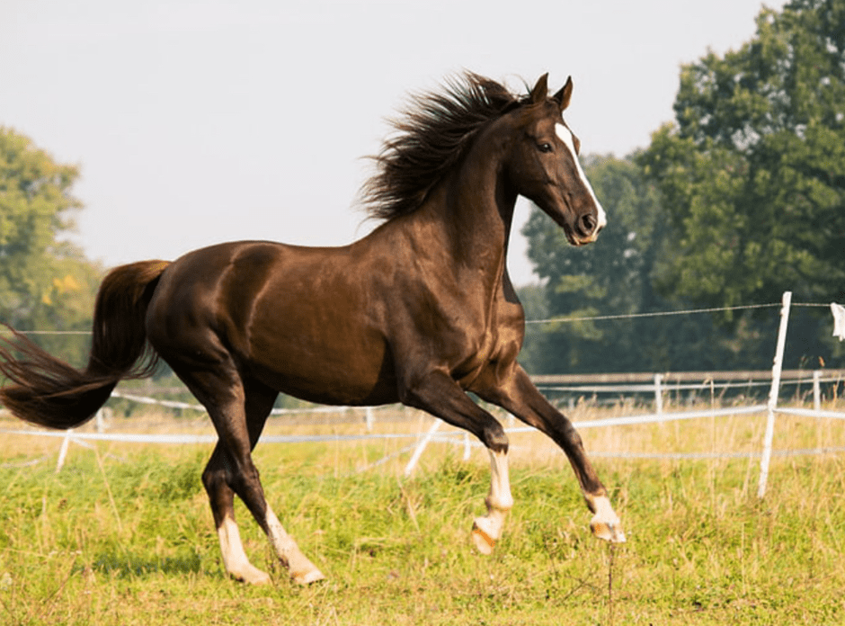 Dark bay horse galloping across a grassy paddock, mane flowing, with white socks on its legs.