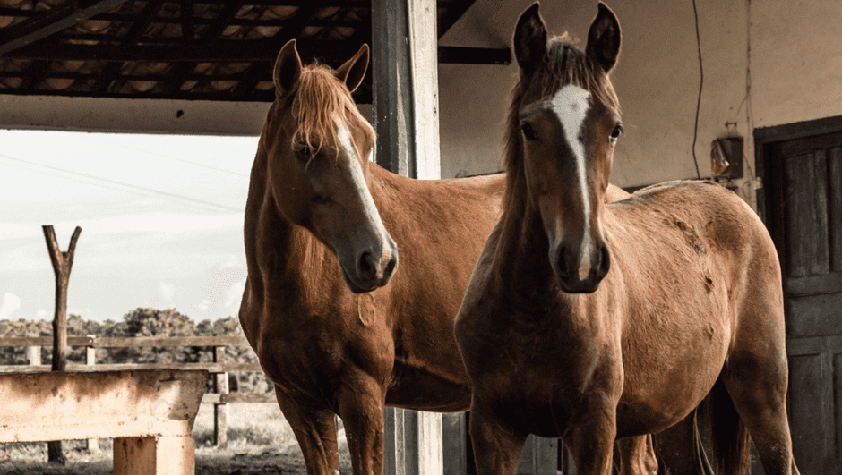 Two chestnut horses standing side by side in a stable doorway, one with a white blaze.