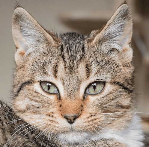 Tabby Cat: Complete Guide to Characteristics, Personality, Care & Fun Facts
