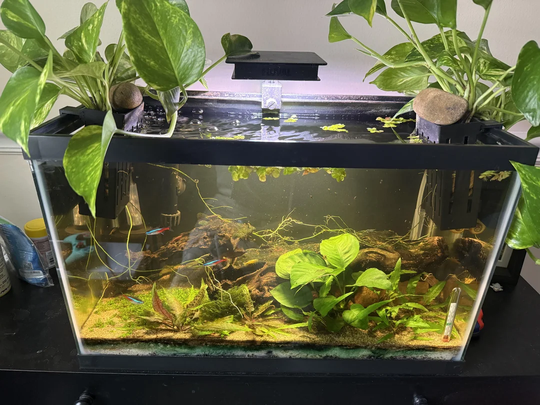 Step-by-step chart for fish cycling process