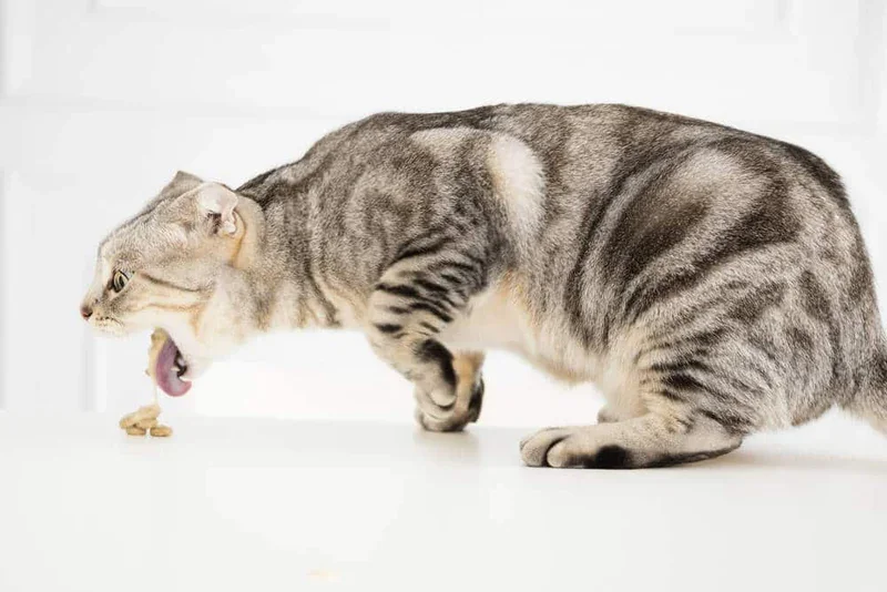 Gray tabby cat gagging while about to vomit on a white surface