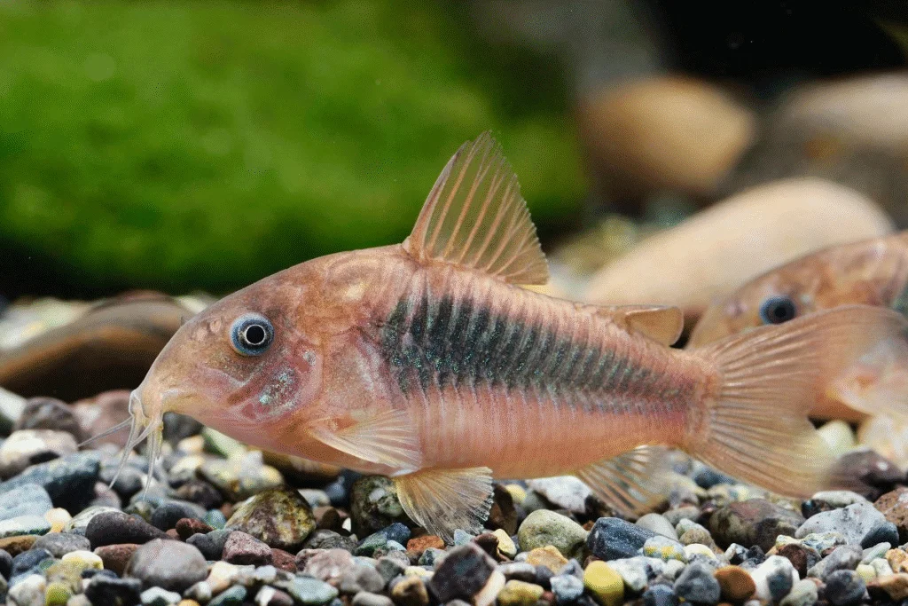 Bronze corydoras catfish with a metallic green sheen and pinkish body resting on multicolored gravel in a freshwater aquarium
