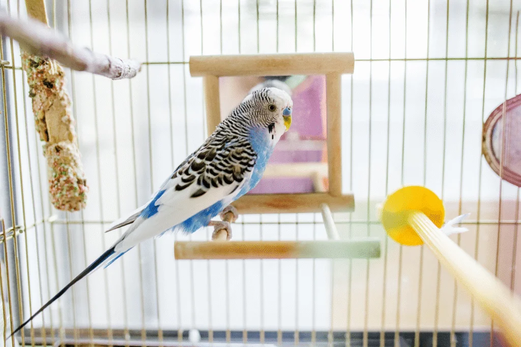 A calm blue budgie resting on its perch inside a well-set-up cage